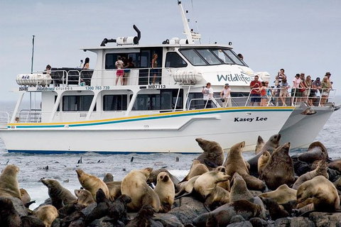 Phillip Island Seal-Watching Cruise - Tweed Heads Accommodation 0