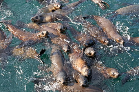 Phillip Island Seal-Watching Cruise - Tweed Heads Accommodation 7