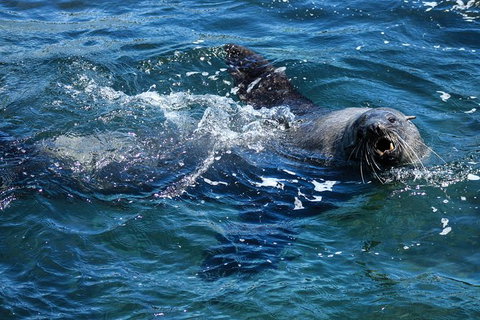 Phillip Island Seal-Watching Cruise - Tweed Heads Accommodation 4