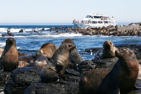 Phillip Island Seal-Watching Cruise - Tweed Heads Accommodation 2