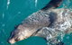 Phillip Island Seal-Watching Cruise - thumb 8