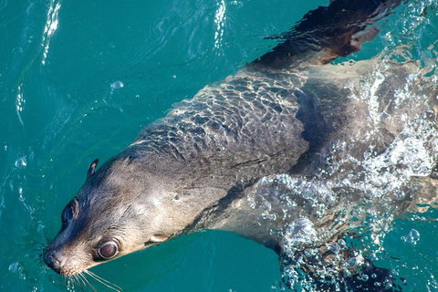 Phillip Island Seal-Watching Cruise - Tweed Heads Accommodation 8