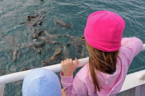 Phillip Island Seal-Watching Cruise - Tweed Heads Accommodation 3