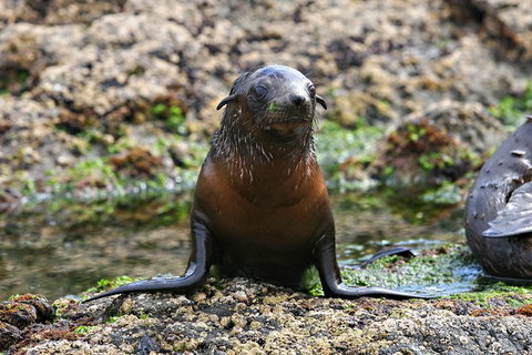 Phillip Island Seal-Watching Cruise - Tweed Heads Accommodation 5