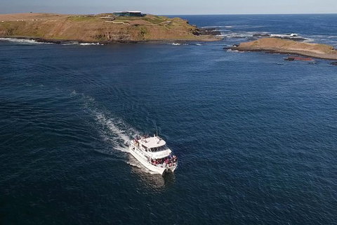 Phillip Island Seal-Watching Cruise - Tweed Heads Accommodation 6
