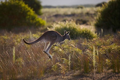 Melbourne To Wilsons Promontory Shuttle Tour - Tweed Heads Accommodation 8