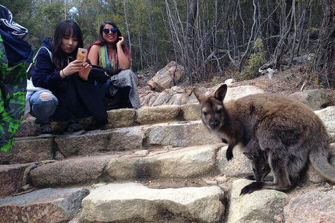 Wineglass Bay And Freycinet National Park Active Day Trip From Hobart - Tweed Heads Accommodation 12