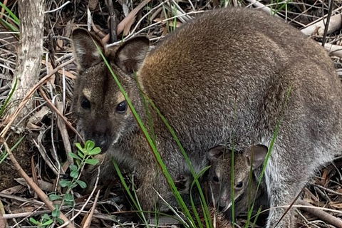 Wineglass Bay And Freycinet National Park Active Day Trip From Hobart - Tweed Heads Accommodation 32