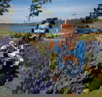 Port Arthur and Lavender Farm Active Day Tour - Tweed Heads Accommodation