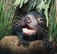 Hobart Shore Excursion Half Day Bonorong Wildlife Park with Richmond Tour - Tweed Heads Accommodation