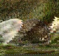 Bruny Island premium private photo-oriented day tour from Hobart - Tweed Heads Accommodation