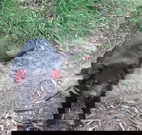 South East Food Sightseeing Private Tour with the Tasmanian Devil Unzoo - Tweed Heads Accommodation