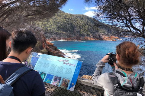 Wineglass Bay & Freycinet NP Full Day Tour From Hobart Via Richmond Village - Tweed Heads Accommodation 3