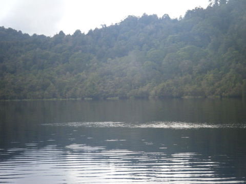 Gordon River Cruise Departing From Strahan - Tweed Heads Accommodation 23