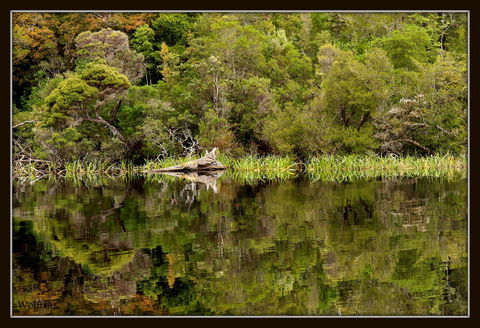 Gordon River Cruise Departing From Strahan - Tweed Heads Accommodation 12