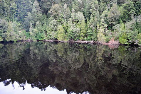 Gordon River Cruise Departing From Strahan - Tweed Heads Accommodation 24