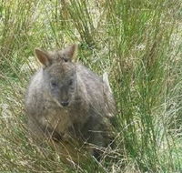 Leven Canyon Day Trip Including Wings Wildlife Park or Gunns Plains Caves from Devonport Ulverstone or Burnie - Tweed Heads Accommodation