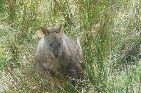 Leven Canyon Day Trip Including Wings Wildlife Park Or Gunns Plains Caves From Devonport, Ulverstone Or Burnie - Tweed Heads Accommodation 0
