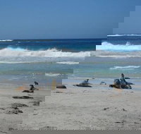 Kangaroo Island in a Day Tour from Adelaide - Tweed Heads Accommodation