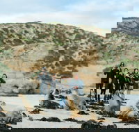 Small-Group Kangaroo Island 4WD Tour from Adelaide - Tweed Heads Accommodation