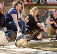 Adelaide Zoo Behind the Scenes Experience Penguins in Person - Tweed Heads Accommodation