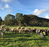 Alpaca Farm 2 hour Tour - Tweed Heads Accommodation