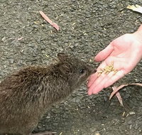Food Tours Australia Cleland Wildlife Tour - Tweed Heads Accommodation
