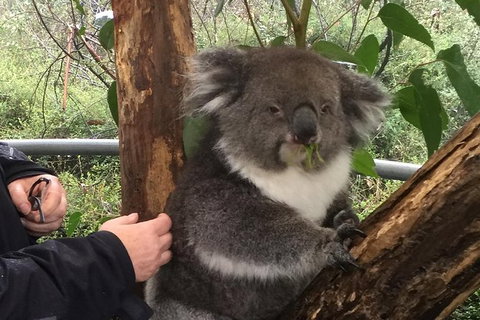 Food Tours Australia Cleland Wildlife Tour - Tweed Heads Accommodation 1