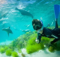 Half-Day Sea Lion Snorkeling Tour from Port Lincoln - Tweed Heads Accommodation