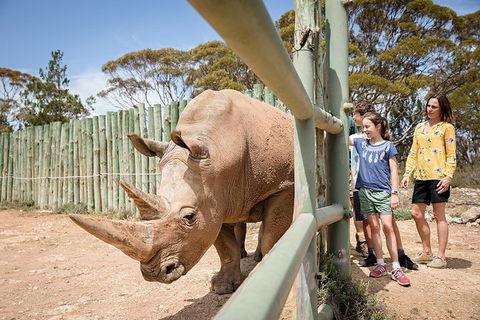 Rhino Interactive And A Day At Monarto Safari Park - Tweed Heads Accommodation 0