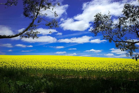 Get UnCorked In Clare Valley Tour From Adelaide - Tweed Heads Accommodation 8