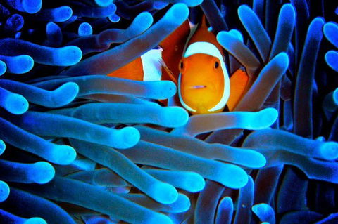 5-Day Best Of Cairns With Daintree, Kuranda, And Great Barrier Reef - Tweed Heads Accommodation 2