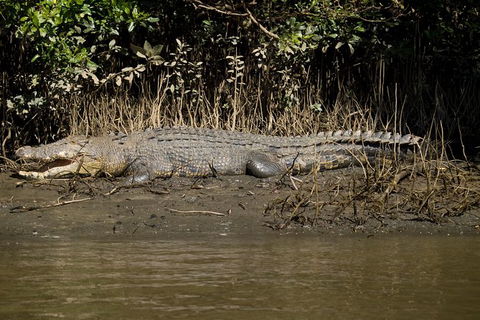 5-Day Best Of Cairns With Daintree, Kuranda, And Great Barrier Reef - Tweed Heads Accommodation 10