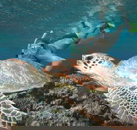 Great Barrier Reef Sailing and Snorkeling Cruise from Port Douglas - Tweed Heads Accommodation