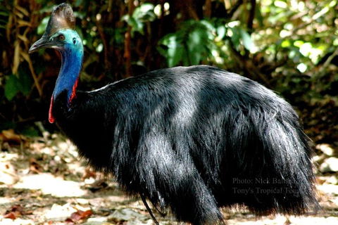 Daintree Rainforest, Cape Tribulation, Mossman Gorge In A Day - Tweed Heads Accommodation 1