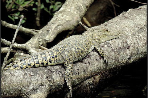 Daintree Rainforest, Cape Tribulation, Mossman Gorge In A Day - Tweed Heads Accommodation 4