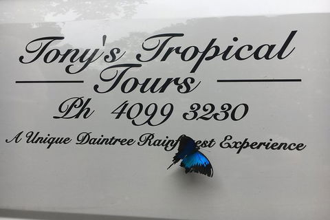 Daintree Rainforest, Cape Tribulation, Mossman Gorge In A Day - Tweed Heads Accommodation 7