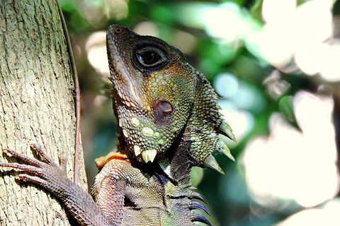 Daintree Rainforest, Cape Tribulation, Mossman Gorge In A Day - Tweed Heads Accommodation 8