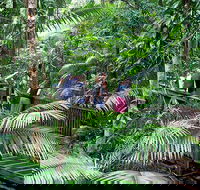 Full Day Daintree Rainforest and Mossman Gorge Tour - Tweed Heads Accommodation