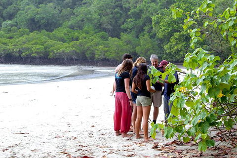 Full Day Daintree Rainforest And Mossman Gorge Tour - Tweed Heads Accommodation 7