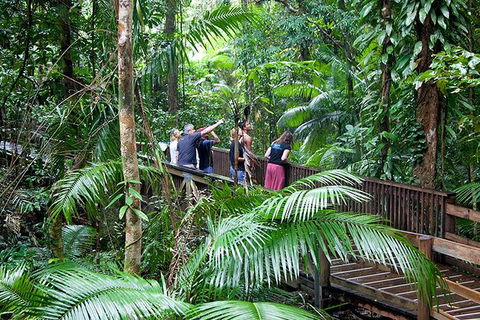 Full Day Daintree Rainforest And Mossman Gorge Tour - Tweed Heads Accommodation 2
