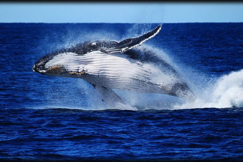 Whale Watching Cruise From Redcliffe, Brisbane Or The Sunshine Coast - Tweed Heads Accommodation 0