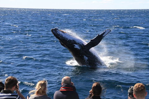 Whale Watching Cruise From Redcliffe, Brisbane Or The Sunshine Coast - Tweed Heads Accommodation 11
