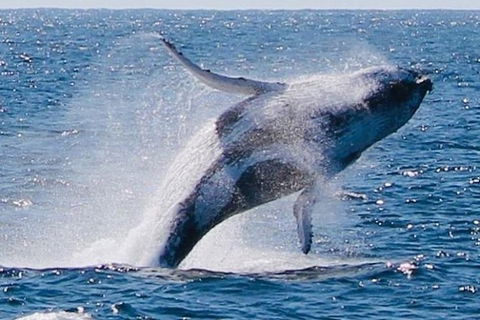 Whale Watching Cruise From Redcliffe, Brisbane Or The Sunshine Coast - Tweed Heads Accommodation 9