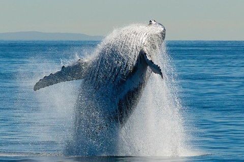 Whale Watching Cruise From Redcliffe, Brisbane Or The Sunshine Coast - Tweed Heads Accommodation 10