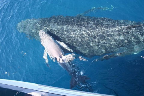 Whale Watching Cruise From Redcliffe, Brisbane Or The Sunshine Coast - Tweed Heads Accommodation 7