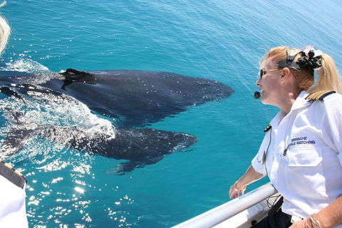 Whale Watching Cruise From Redcliffe, Brisbane Or The Sunshine Coast - Tweed Heads Accommodation 1