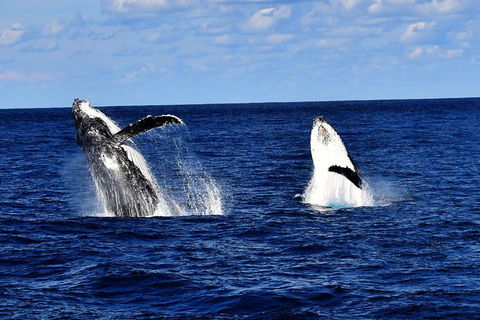 Whale Watching Cruise From Redcliffe, Brisbane Or The Sunshine Coast - Tweed Heads Accommodation 5