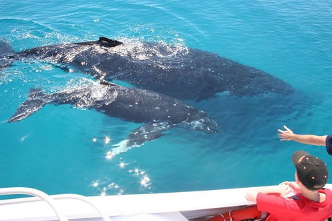 Whale Watching Cruise From Redcliffe, Brisbane Or The Sunshine Coast - Tweed Heads Accommodation 3