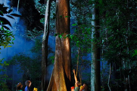Daintree Rainforest Night Walk From Cape Tribulation - Tweed Heads Accommodation 1